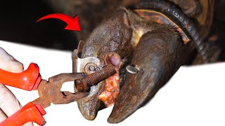 I Saved a Cow's Life by Removing a Screw with Nails from Its Hoof cow’s hooves Rottenout! #cows