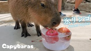 氷リンゴ🍎作ってもらったよ～でも食べるのは凍っていないところだけ カピバラさんw。-Capybara|Frozen apples  神戸どうぶつ王国