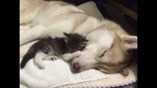 【感動】ハスキー犬に育てられた猫、子猫を育てるかわいすぎるハスキー犬のお母さん