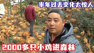 【合集】王胖投资百万2000多只小鸡进森林，整整半年过去，这么大变化太惊人了！【王玮先生】