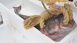 大タラ奉納！掛魚まつり　にかほ、海上安全と豊漁祈願