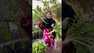 Fresh Radish Harvest from My Rooftop Garden | Homegrown \u0026 Organic #rooftopgardening #organic