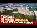 Hutan Tongas Alaska : Sistem Hutan hujan terbesar di Amerika Utara yang terancam punah.