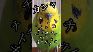 LINEの音真似をするからインコ #おしゃべりインコ #インコ ♯かわいい