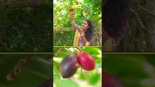 చెర్రీలా ఉపయోగించే వాక్కాయలు #farming #exoticfruits #agriculture @Raitunestham  #raitunestham