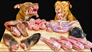 【閲覧注意ASMR】最強な犬ピットブルが骨つき肉を噛み砕く咀嚼音がクセになる