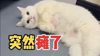 猫咪突然腿瘸不要大意，可能是心脏病导致的血拴瘫痪！【海藻爱麻麻】