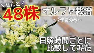 【日陰OK】こぼれ種でオルラヤだらけ！その数、なんと48株！２年目のオルラヤ栽培/日照時間の違う4つの花壇で検証中/初春の様子