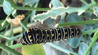 Black Swallowtail Caterpillar Papilio polyxenes on Parsley