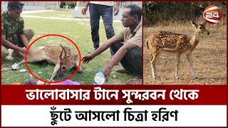 ভালোবাসার টানে সুন্দরবন থেকে ছুঁটে আসলো চিত্রা হরিণ | Bagerhat | Animals | Sundarbans | Channel 24