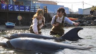 《东游食记》28 可以体验海豚饲养员感觉的神奇水族馆