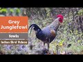 Grey Junglefowl - Gallus sonneratii