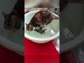 hilarious funny adorable amazing animal videos ep456