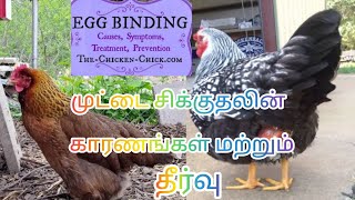 causes of egg binding in a chicken/கோழிகளில் முட்டை சிக்குதலுக்கான காரணங்கள் மற்றும் தீர்வும்.