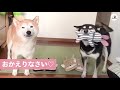 おかえりなさい💖 2匹そろってママを迎える、柴犬ちゃんたち🐕【peco tv】