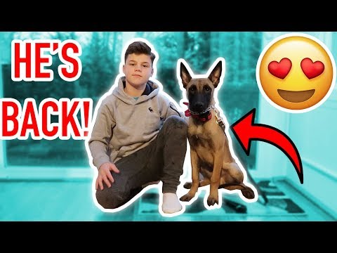 MY NEW PUPPY IS BACK! (BEST POLICE DOG) MY NEW PUPPY IS BACK! (BEST POLICE DOG)