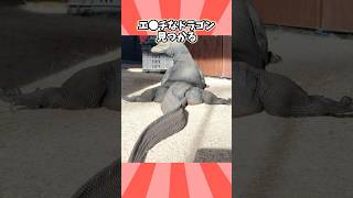 【閲覧注意】爬虫類さんの動画見て笑ったら寝ろwwwwwww