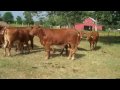 30 hd e6 beefmaster heifers bred or exposed