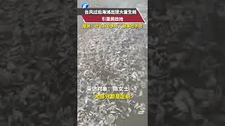 臺風過後海灘出現大量生蠔引居民撿拾，居民：撿了100多斤，根本撿不完#新聞#搞笑#真實事件#奇聞趣事#shorts