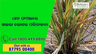 ଧାନ ଫସଲରେ ଖଇରା ରୋଗର ପରିଚାଳନା | Disease Management of Khaira for Paddy Crops