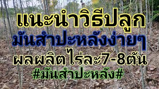 แนะนำวิธีๆง่ายปลูกมันสำปะหลังผลผลิต7-8ตัน/ไร่#มันสำปะหลัง