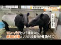 絶滅危惧種「マレーバク」移送中に死ぬ【知っておきたい！】【グッド！モーニング】 2024年6月24日