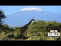 Maasai Giraffe And Mount Kilimanjaro | Zebra Plains Safari | Amboseli