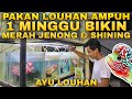 Pakan AMPUH Ikan Louhan VIRAL BIKIN CEPAT MERAH JENONG Dan SHINING Dari AYU LOUHAN