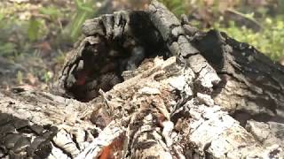 Fire Pit Safety/Burn Permit Demo