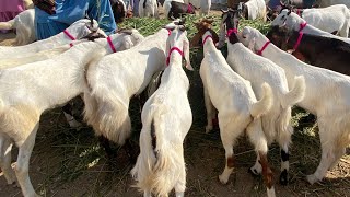 Sabse sasty Qurbani k bakray | Nagra Farm | 03326247222