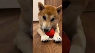 【柴犬🐕】ボール遊びしたいけどボールを取られたくない🤨