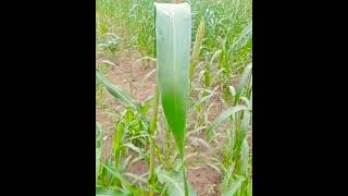 #Outdoor Tour#Pearl Millet in our Vpm branch church#Kambu#JoylinDiary