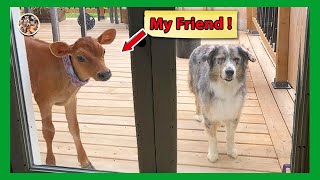 Shock 😱When your dog brings home a friend,A Hilarious Surprise !