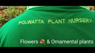 Welcome to Polwatta Plant Nursery