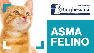 Asma Felino, cos'è e come riconoscerlo - Vet Friendly Group