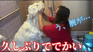 【ハウルのブルブル🫨】やっぱりお兄ちゃんは話がわかる奴【Great Pyrenees】