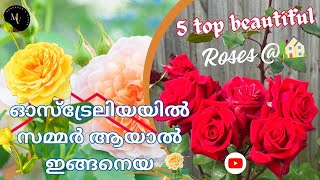 ഓസ്‌ട്രേലിയയിൽ സമ്മർ ആയാൽ ഇങ്ങനെയ..🌹🌸 Beautiful rose garden😍#home #garden #australia