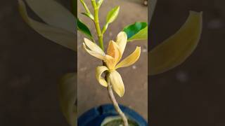 beautiful flowering  Swarna Champa plant natural grow #flowers #shorts