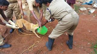 മാവേലിക്കര ഫയര്‍ ഫോഴ്സ് കുടത്തില്‍ തല കുടുങ്ങിയ നായയെ രക്ഷിക്കുന്നു