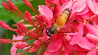 মৌমাছি ফুল থেকে মধু কালেকশন করে কিভাবে দেখুন। 🐝