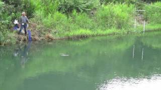 2017年8月4日　 道志川の鮎の餌釣り　ハマのジージ。。。