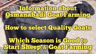 Goat And Sheep Farming Guide for Beginners - Osmanabadi Goat breed