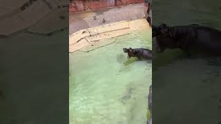 天を衝く カバ編in平川動物公園