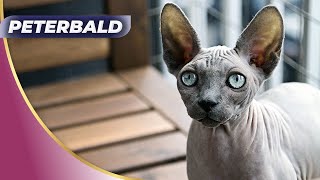 😺 Unveiling the World's Most Expensive Peterbald Cat!