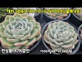 👍 전상품 30%할인 카드결제가능 가정의달 감사의달 마지막 이벤트 수량 많지 않아요~♡ succulentplant 多肉植物