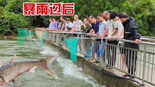 暴雨过后，水库泄洪冲下很多大鱼，村民桥头捞鱼尖叫不断真是过瘾