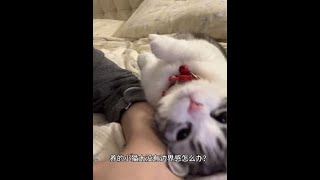 #蓝氏烘焙猫粮#起司猫 #甜甜圈猫粮 #这一小坨猫谁受得了 #黏人的小猫咪