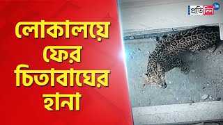 Leopard enters locality at Cooch Behar । Sangbad Pratidin