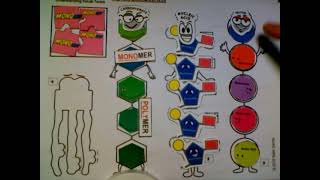 Macromolecule Model Activity Instructions