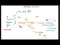 amino acid derivatives histamine gaba niacin serotonin melatonin dopamine nor epi epi